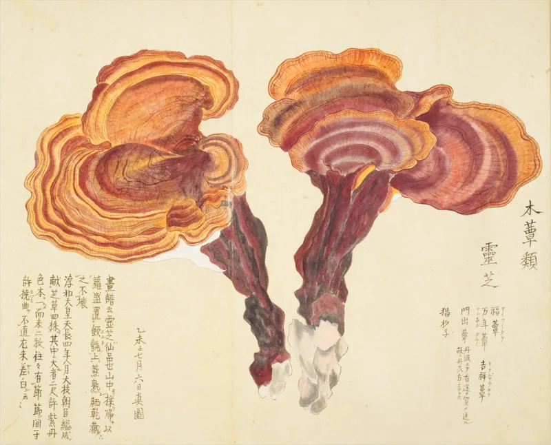 Two orange-banded bracket fungi on dark red stalks stand alone on pale paper with handwriting at the lower left.