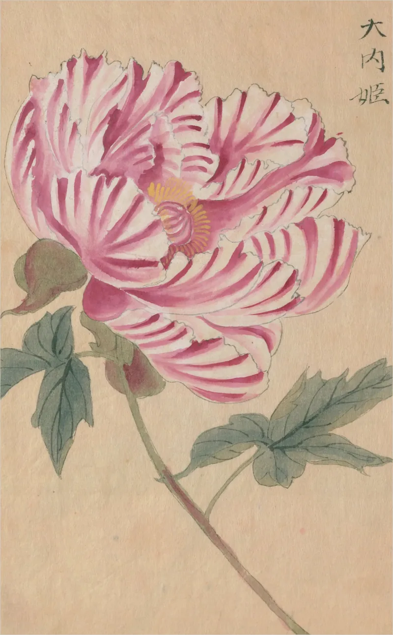 One peony opens across the sheet, its petals striped pink and white, on a long stem with broad green leaves.