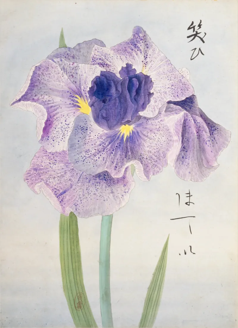 A pale violet iris opens above green blades, its speckled petals framing a deep purple centre.
