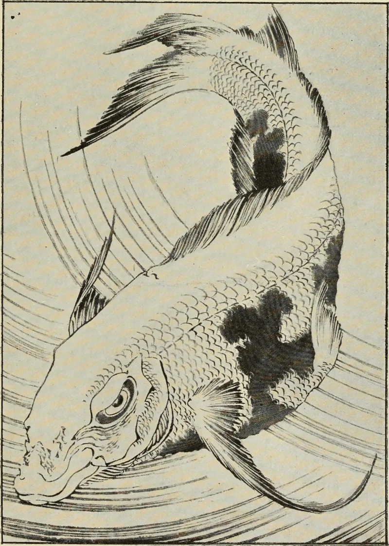A carp curves down through the water in fine black lines on cream paper, with dark patches on its scales and ripples drawn around it.
